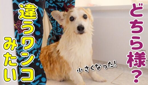 愛犬が思った以上に細くて驚いてしまいました...【犬洗い】