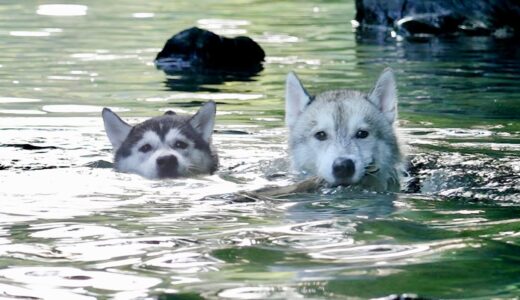 【川デビュー】プールで溺れかけた弟が兄と一緒に泳ぐ姿が愛おしすぎた...【シベリアンハスキー】