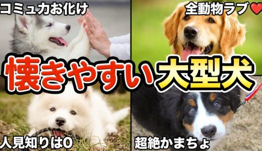 【誰とでも仲良し】人に懐きやすい大型犬5選！