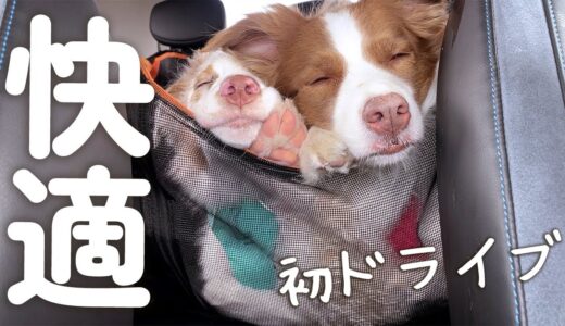 はじめてのドライブで電気自動車の日産リーフに乗ったら快適すぎて子犬と先住犬がこうなりました・・・！！