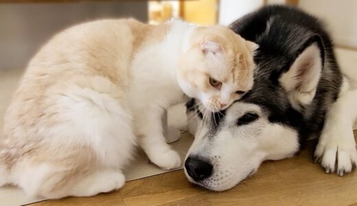 猫が犬の頭をくんくんしたら大変なことが分かり絶望中です