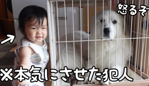 【ついに】今までずっと妹に優しかった超大型犬が本気になっちゃいました！｜グレートピレニーズ