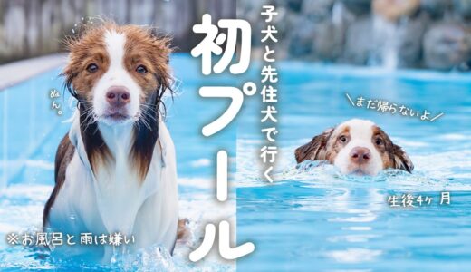 はじめてのプールに大はしゃぎの子犬と優雅に泳ぎを楽しむ先住犬が対照的すぎた(笑)