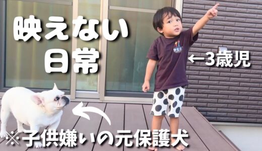 子供が嫌いな元保護犬と3歳児の映えない日常