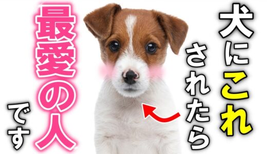 犬が最も愛する人だけに見せる行動15選