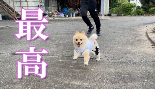 犬は喜び庭駆け回る♪【ポメラニアンのポメくん】