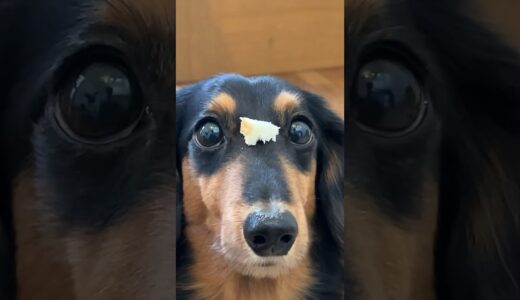 パンと肉どっちが好き？【犬に質問】#shorts #犬