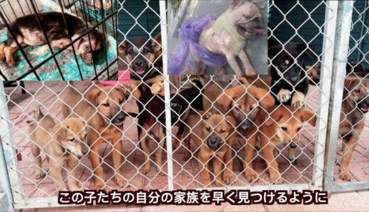 動物ボランティア体験から見た犬と猫のショッキングな実話・ベトナムでの捨てられた犬、猫や虐待された動物の現状！！！