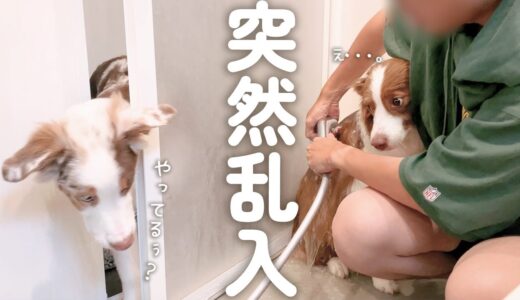 先住犬がお風呂に入っていると自分も入りたくなっちゃう子犬が可愛い(笑)