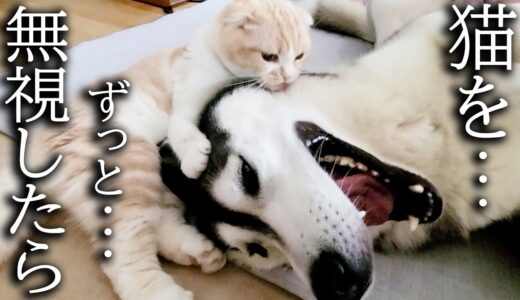 かまってモードの猫を犬がガン無視し続けた結果こうなった