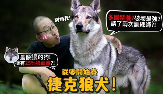 【從零開始養】捷克狼犬!多國禁養?最像狼!擁有25%含狼血量?破壞力史上最驚人?!曾抓傷人請兩次訓練師?跟哈士奇柴柴的差別?【許伯簡芝】