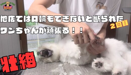 来店2回目の噛み犬をトリミング！変化はあったのか？？