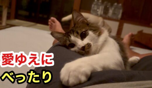 飼い主の体を愛してくれる犬と猫の場所取りは幸せしかない