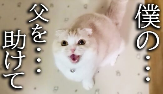 近くに雷が落ちて猫が大騒ぎしてるのでついて行くと犬が...