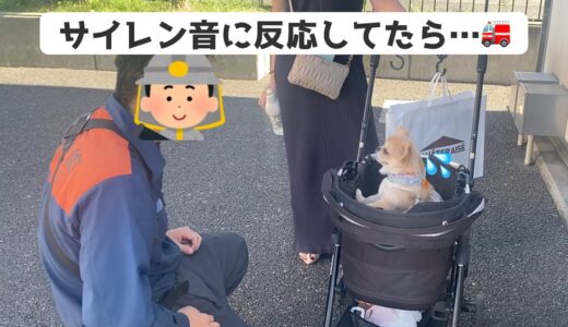 愛犬がサイレン音に反応してた結果…【うわうわ犬】