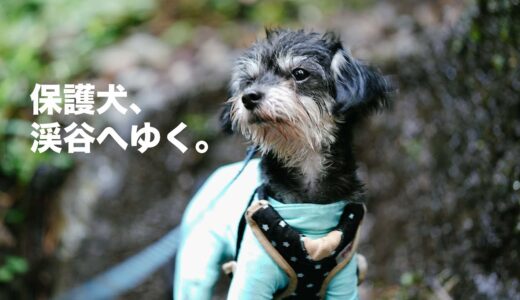 水が苦手だった保護犬と姉犬、渓流で夏の思い出！