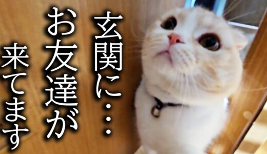 夜中に突然の友達の訪問に猫と犬がこうなっちゃいました…