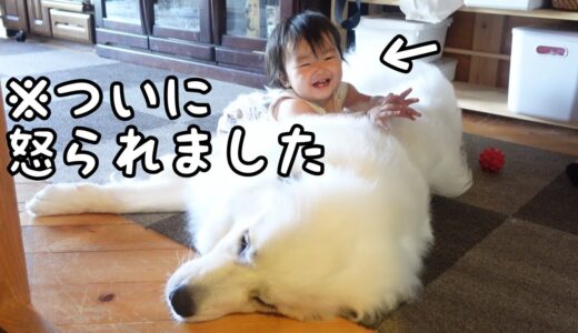 【本能】妹がずっと超大型犬を追いかけ回してたらついに怒られちゃいました｜グレートピレニーズ