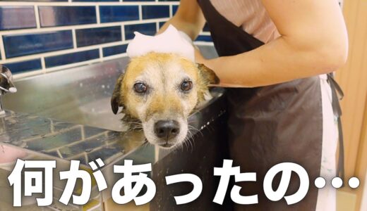 長年外飼いだった雑種犬コロちゃんのトリミングに密着しました。