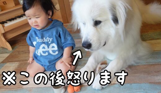 【一触即発】妹のおもちゃを奪い続ける小型犬についに超大型犬が怒りました｜グレートピレニーズ