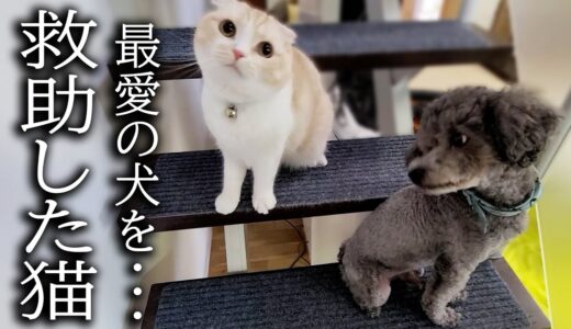 階段から降りられなくなった犬を助ける猫がこちらです