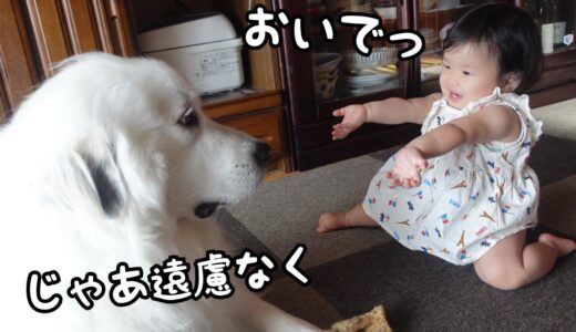 【祝！】妹が初めて「おいで！」をすると顔を埋めて甘える超大型犬が可愛いw｜グレートピレニーズ