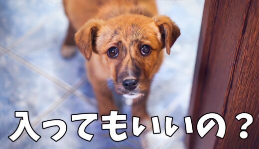 助けを求めて家まで追いかけた捨て犬。中に入る勇気がなかったが、女性の対応は犬の運命を変えた【感動】