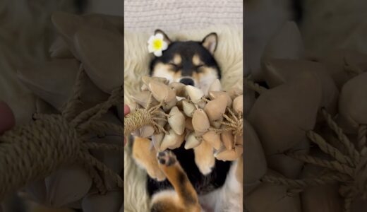 曼玉manyu每周spa 沉浸式清洁ASMR（1）  #柴犬 #豆柴 #抖音 #柴犬可愛い