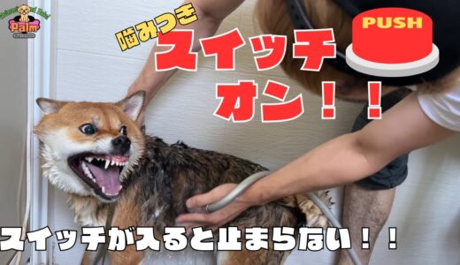 柴犬の噛み犬をトリミング！！【来店1回目】