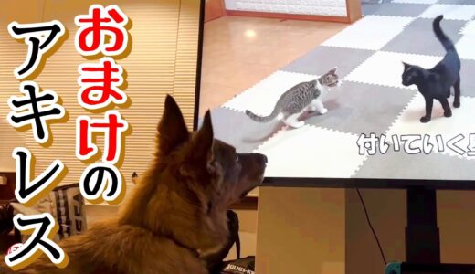 【子犬　子猫　保護犬】おまけのアキレス（福ちゃん）