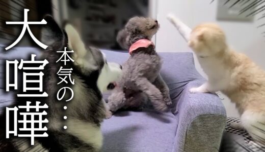 深夜に帰宅すると犬達が大喧嘩してて必死に止める猫がこちらです