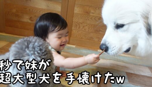 【祝♪】ぐんぐん成長する妹を超大型犬が飼い主として認めてくれました!｜グレートピレニーズ