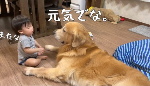 別れを惜しみあう大型犬と赤ちゃん。