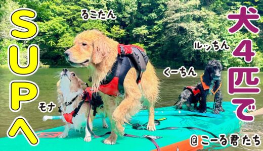 【犬4匹でSUPに挑戦】ゴールデンの”るこる君