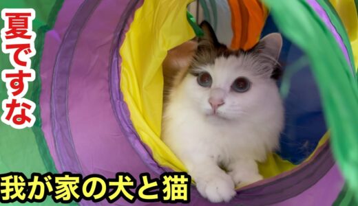 我が家の夏休みを過ごす犬と猫の一コマです