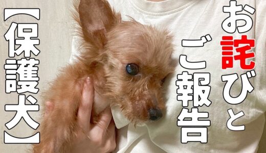 【保護犬・猫】しばらく動画配信をお休みしていた理由について「vol 349」