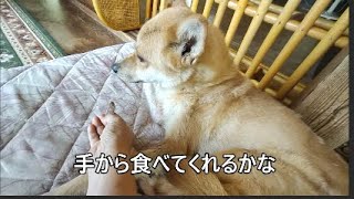 発達障害犬のサラに大好きな肉をあげてみた