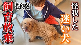 【飼育放棄疑惑】皆んなの協力で救われた迷い犬