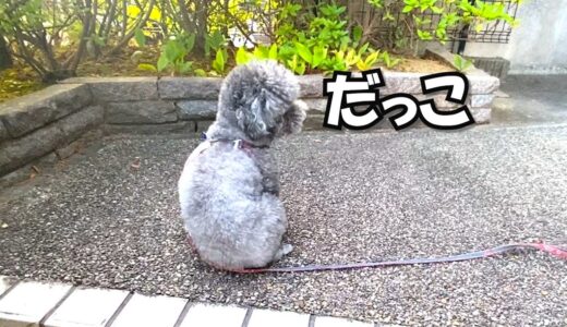 ある日突然、散歩で歩かなくなった犬