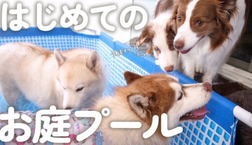 はじめて子犬と先住犬達でお庭プールしたらほんわかすぎて癒された(笑)