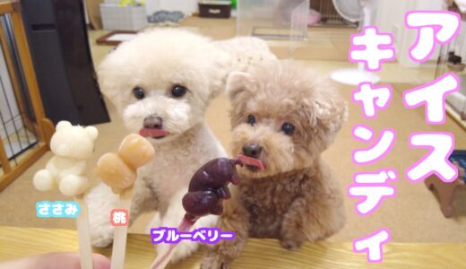 暑さに疲れた兄妹犬にささみアイスをプレゼントしてみたら…