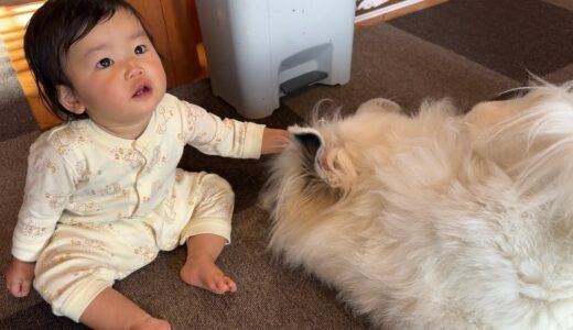 超大型犬の耳がふわふわで気持ちいい事がついに妹にバレてしまいました🥹