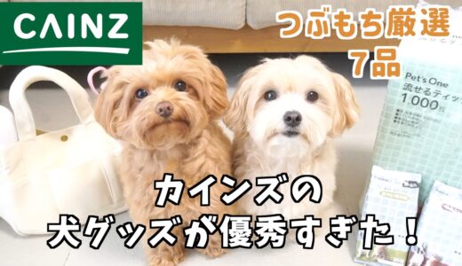 【CAINZ購入品】CAINZの犬グッズが優秀すぎる！低価格で実用的◎超おすすめ７品を紹介します！【マルプー×チワプー】