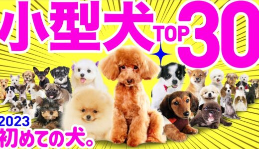 初めて飼うなら【2023年最新❤️小型犬人気ランキングTOP30】〜性格や飼いやすさも解説