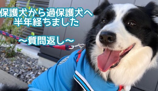 元保護犬ソラ 過保護犬になって半年経ちました😊【質問返し】#ボーダーコリー #bordercollie #質問返し