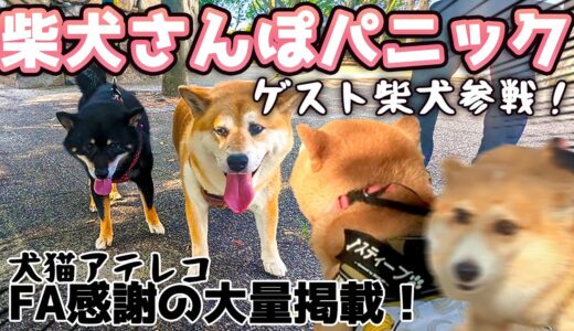 【犬猫アテレコ】心を燃やせ！柴犬さんぽだ！