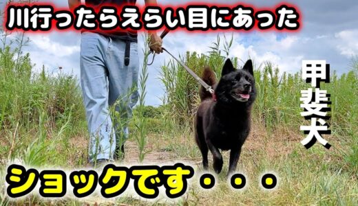 甲斐犬と河川敷に行ったらえらい目にあった【甲斐犬一休と猫のしずく】