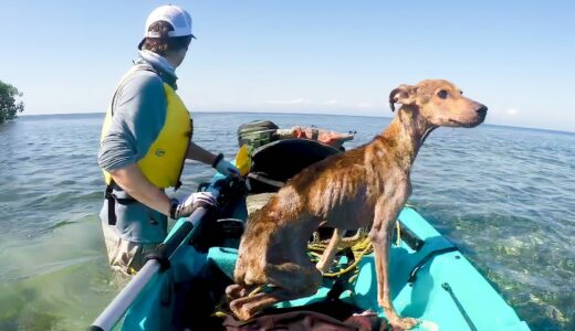 無人島で餓死寸前の子犬を助けた男性。3ヵ月後に再会した時、犬の反応に涙が溢れる【感動】