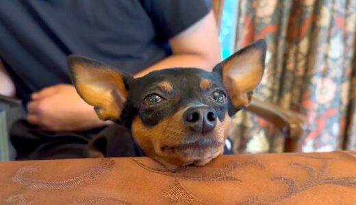 温泉の良さを知ってしまった犬の顔