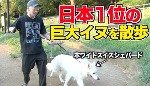 【ご報告】人生で初めて大型犬を買いました。